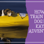 How to train your dog for kayak adventures