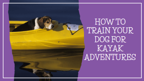 How To Train Your Dog For Kayak Adventures