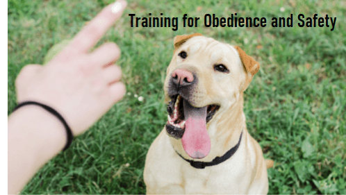 Training for obedience and safety