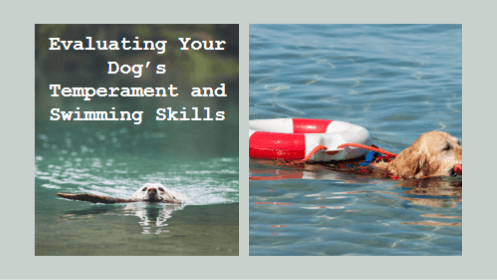 6 25 | kayaking info Evaluating your dogs temperament and swimming skills