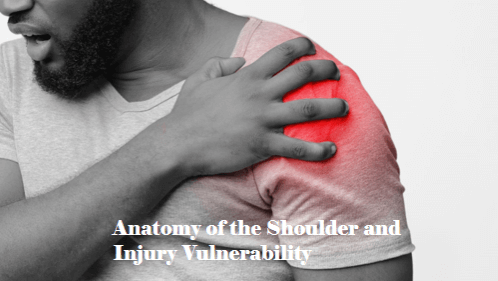 8 24 | kayaking info Anatomy of the shoulder and injury vulnerability