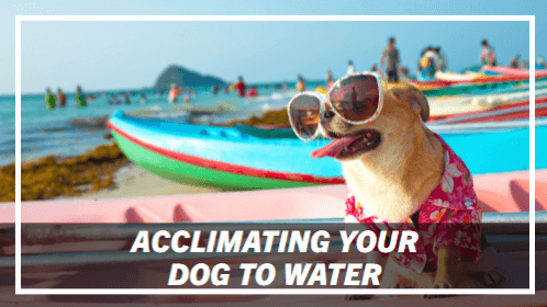9 22 | kayaking info Acclimating your dog to water