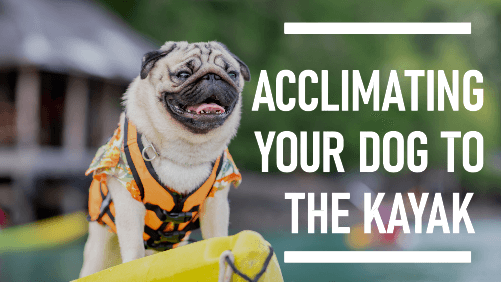 Acclimating your dog to the kayak 