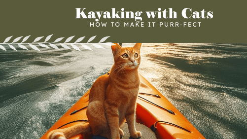 Kayaking With Cats: How To Make It Purr-fect