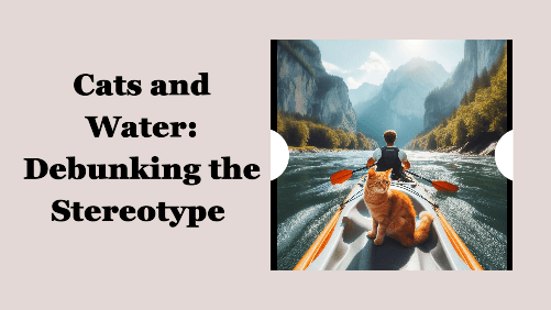 12 24 | kayaking info Cats and water debunking the stereotype