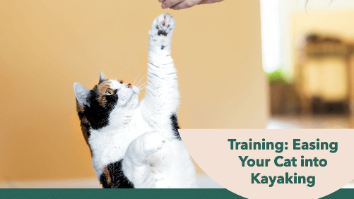 3 32 | kayaking info Training easing your cat into kayaking