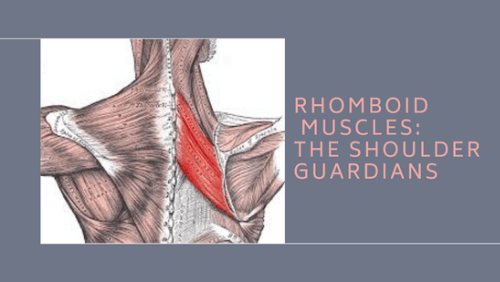 20240518_154454_0006 | kayaking info Rhomboid muscles the shoulder guardians
