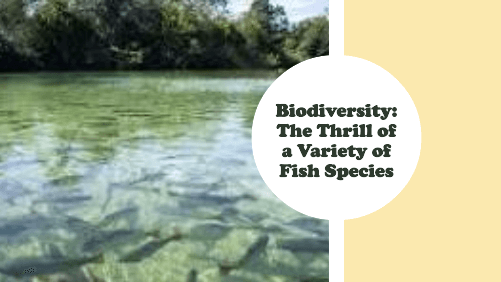 Biodiversity the thrill of a variety of fish species