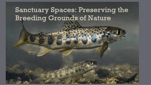 Sanctuary spaces preserving the breeding grounds of nature