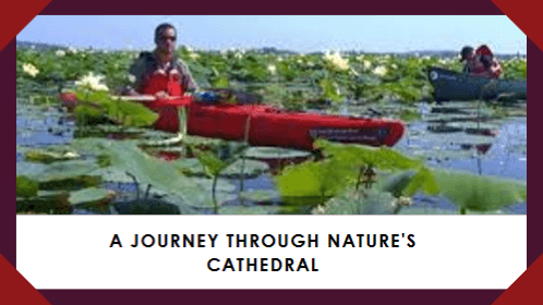 A journey through nature's Cathedral