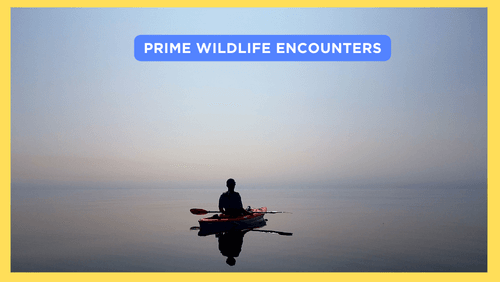 Prime wildlife encounters